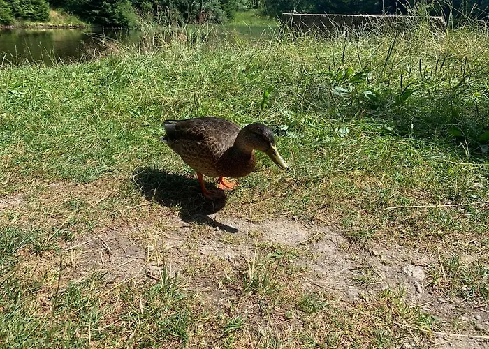 Alpehytte Magistrala Horní Blatná